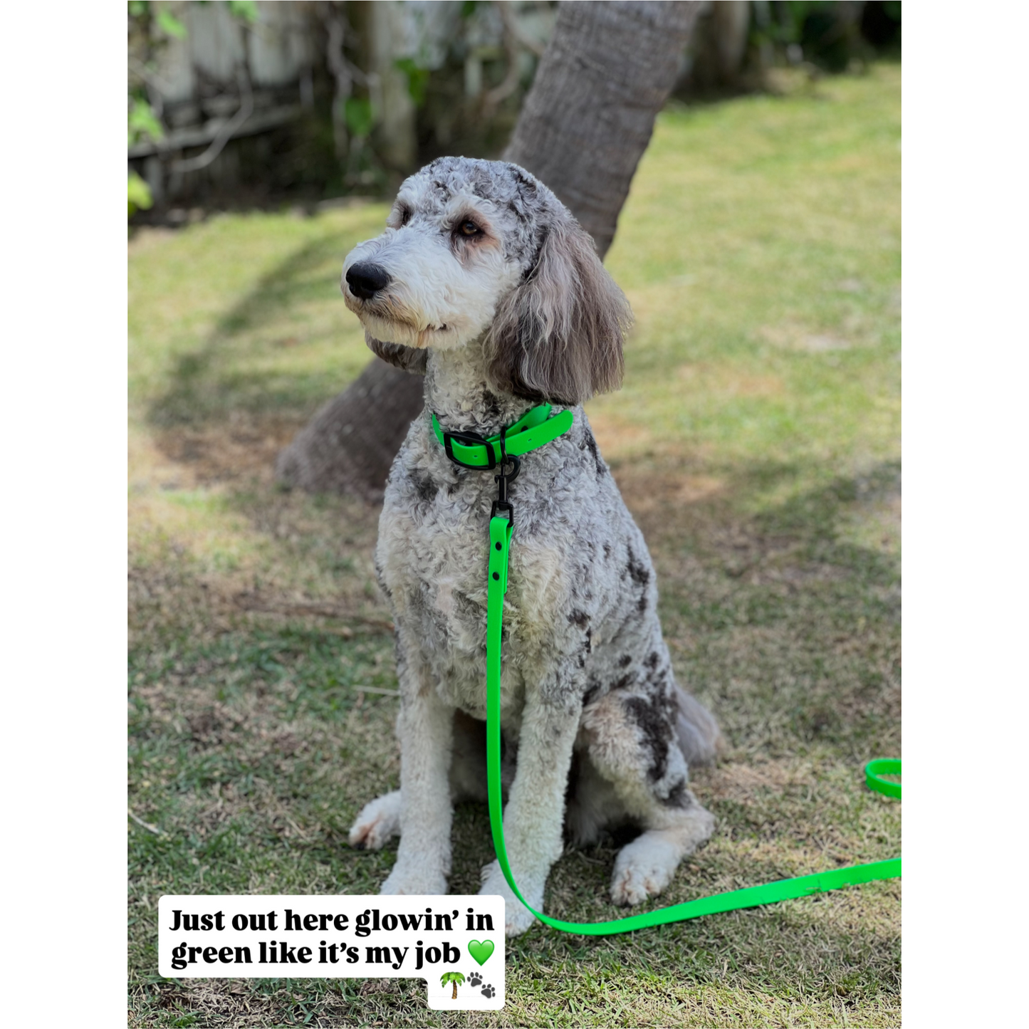 Create Your Own – Classic Single Color Dog Leash – BioThane®