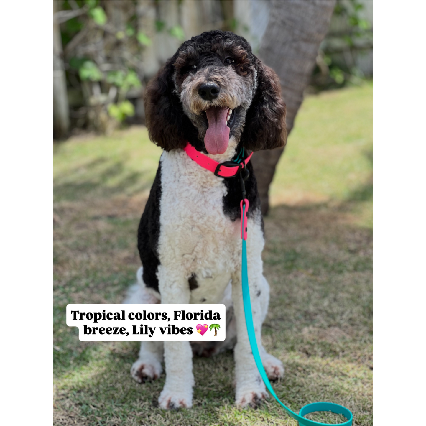 Custom - Create Your Own – Two-Tone Adjustable Dog Collar